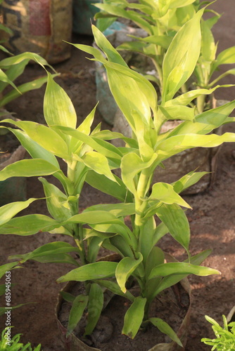 Lucky bamboo leaf plant on farm