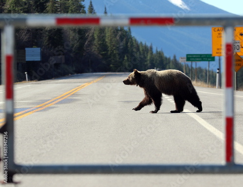 Grizzly Bear in Kananaskis Country, Alberta CA