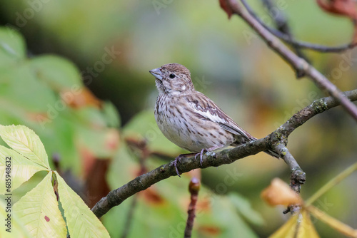 Lark Bunting bird photo