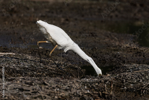 Great Egret bird