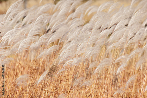 yellow reed background