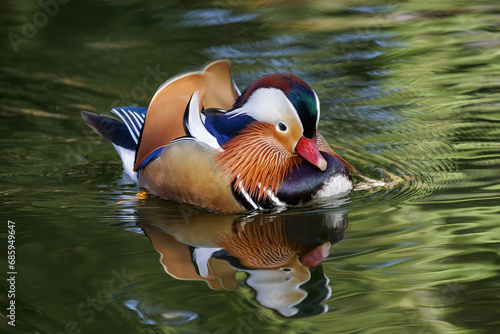 Mandarin duck bird photo