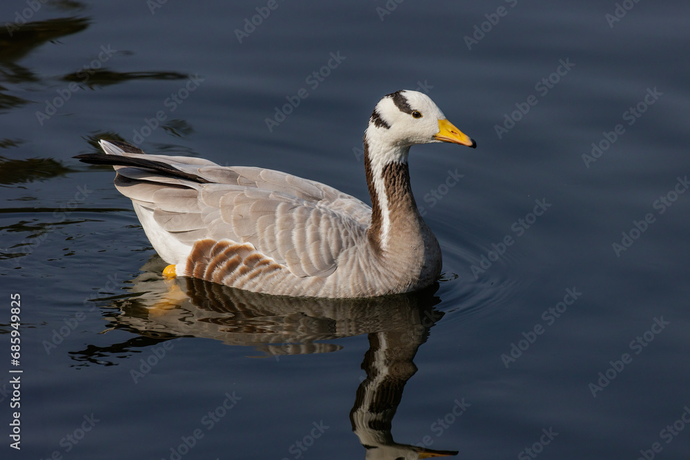Bar-headed Goose bird Bar-headed Goose bird