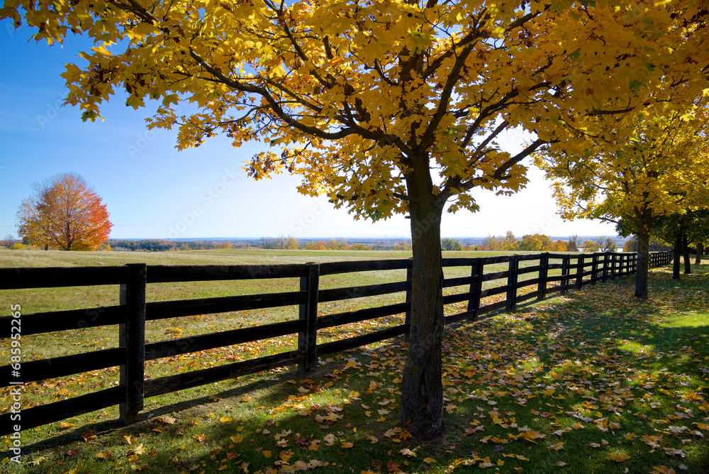 Diminishing perspective view of the wooden rail fence with autumn leaf colour Diminishing perspective view of the wooden rail fence with autumn leaf colour