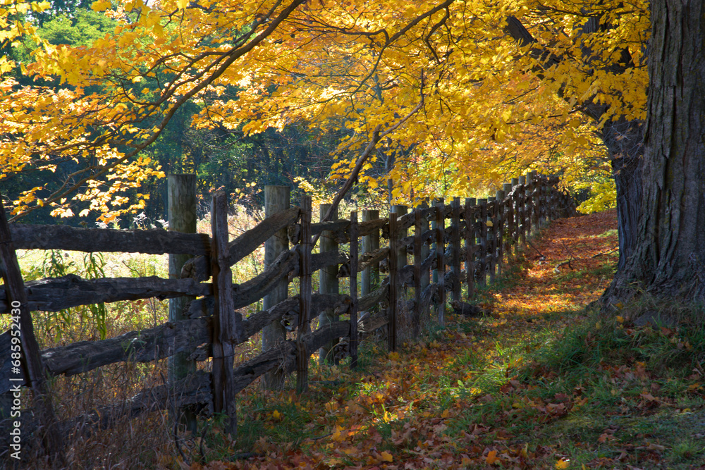 Diminishing perspective view of the wooden rail fence with maple trees