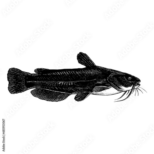 Yellow Bullhead Catfish hand drawing vector isolated on background.