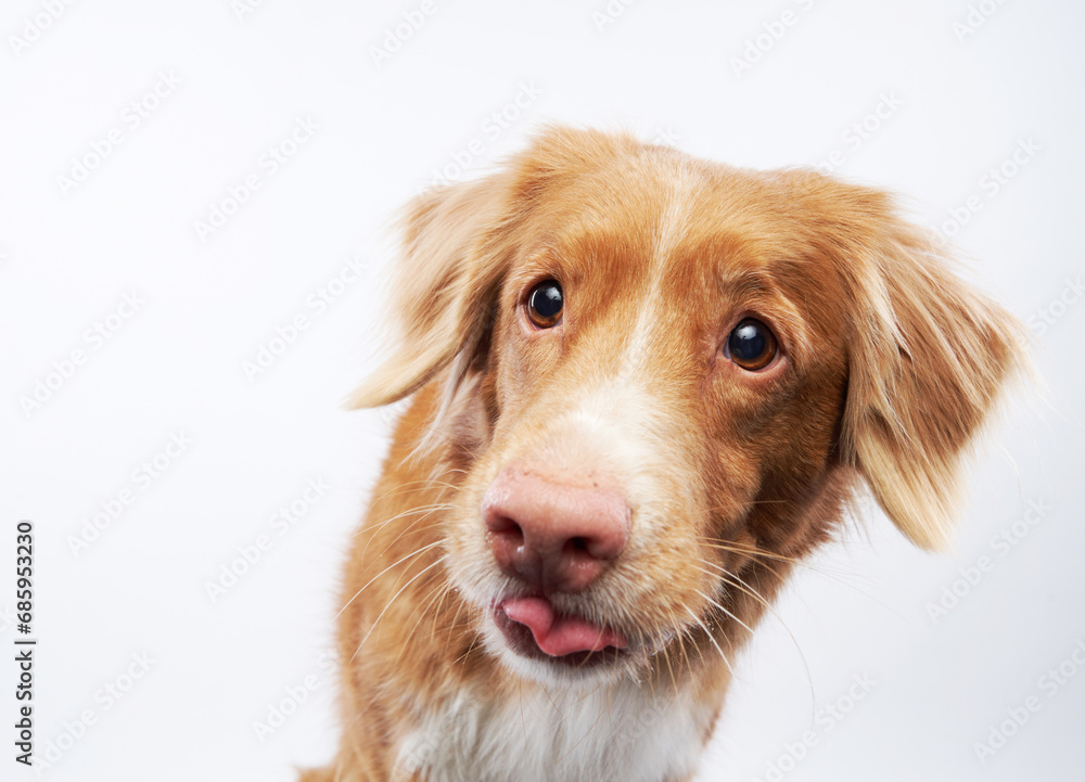 Curious Nova Scotia Duck Tolling Retriever, white backdrop. Dog tilted head and tongue-out pose express a playful mood