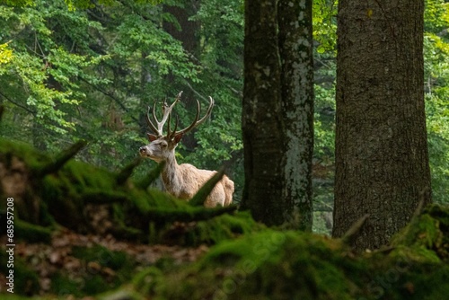 Red deer (Cervus elaphus) Germany (c) photo