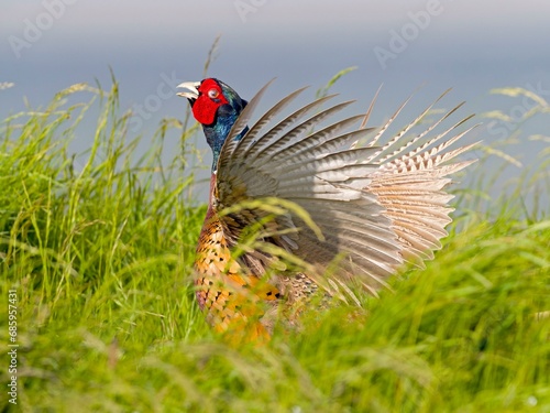 Pheasant (Phasianus colchicus) or hunting pheasant, male flapping his wings, Texel Island, Netherlands photo