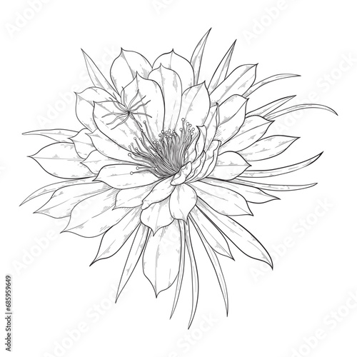 Dragonfruit flower, cactus bloomed. Pitahaya bud lineart.