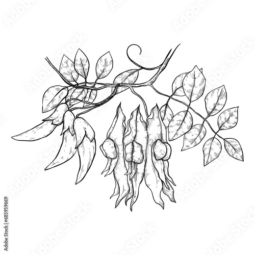 Australian desert pea plants. Local native herbs and flowers. For invitations and weddings