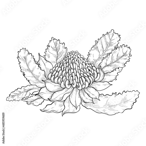 Australian waratah plants. Local native herbs and telopea flowers. For invitations and weddings