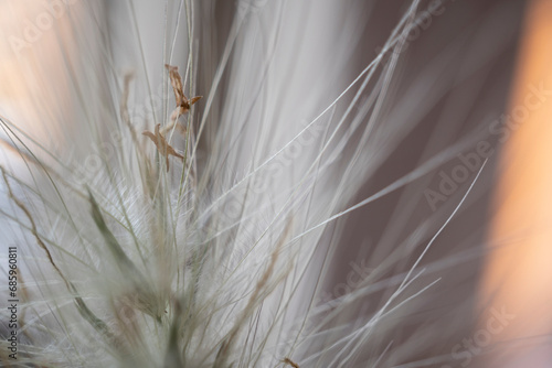 detalle de planta con vellosidades