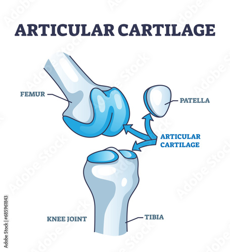 Articular cartilage structure and location in knee joint outline diagram. Labeled educational scheme with femur, tibia and patella parts vector illustration. Healthy leg skeleton movement explanation photo