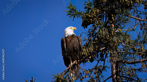 An American Bald Eagle perched on top of a Redwood tree in Milpitas CA