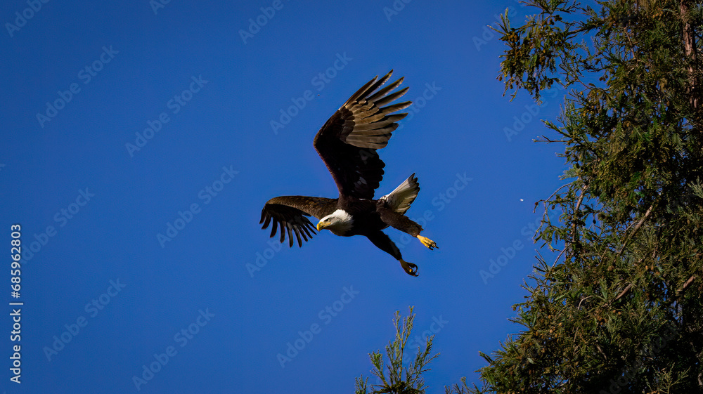 Obraz premium An American Bald Eagle taking flight.