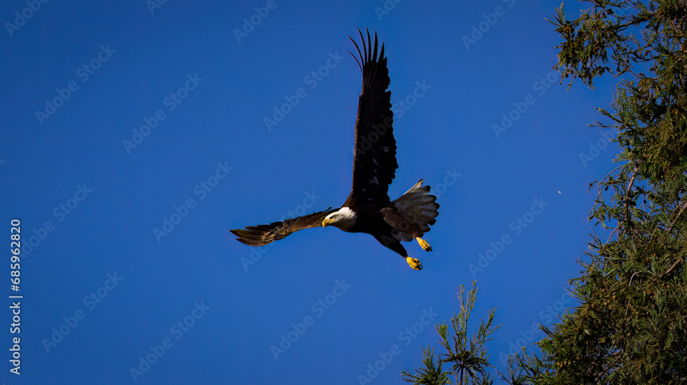 Obraz premium An American Bald Eagle taking flight.