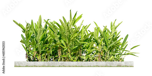Ornamental plants and green hedges (shrubs). Heliconia is a herbaceous plant with underground rhizomes. with red-orange flowers popularly planted as a natural fence Isolated on white background. (png) photo