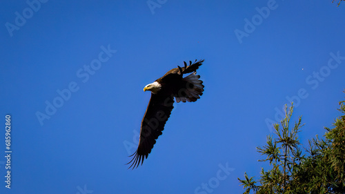 An American Bald Eagle taking flight. photo