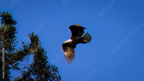 An American Bald Eagle taking flight. photo