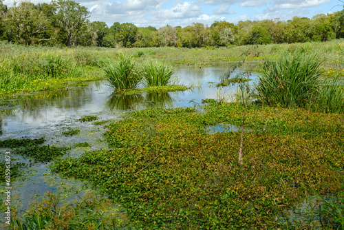 wet land in Brazos Bend state park