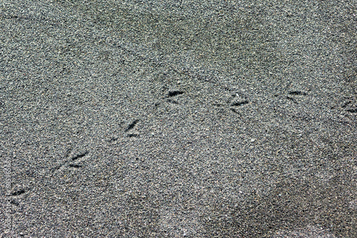 砂浜の上に残された鳥の足あと
 photo