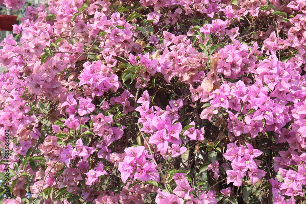 Obraz premium Bougainvillea flower plant on farm