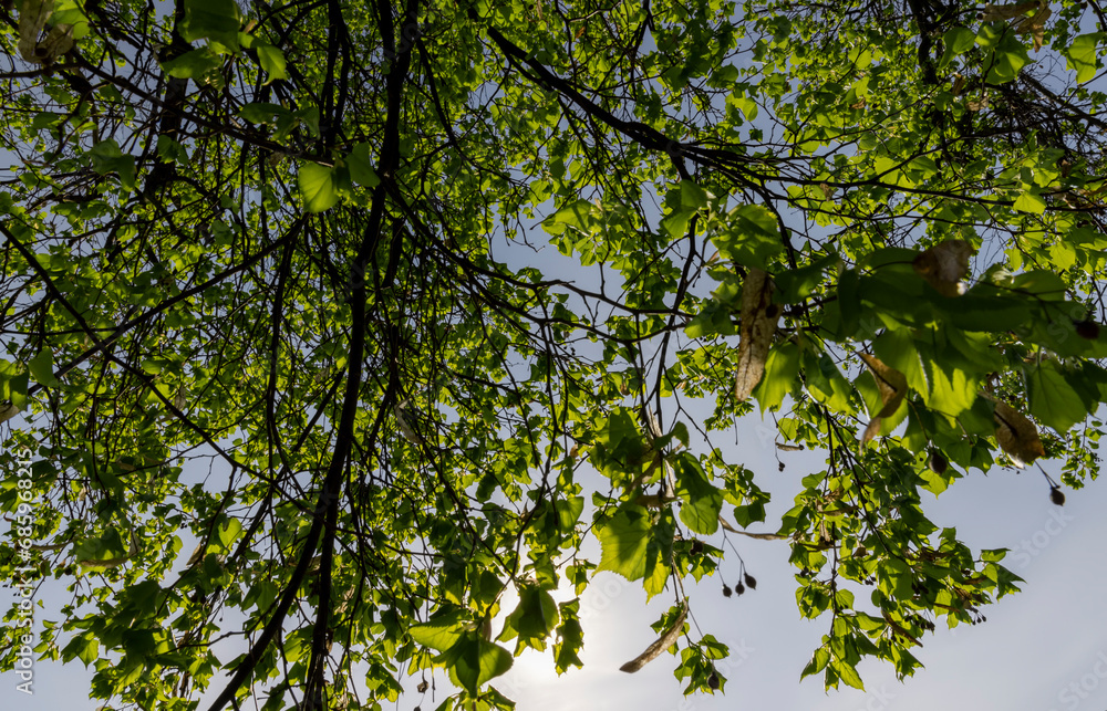 a flowering linden tree in the spring season, a spring park a flowering linden tree in the spring season, a spring park