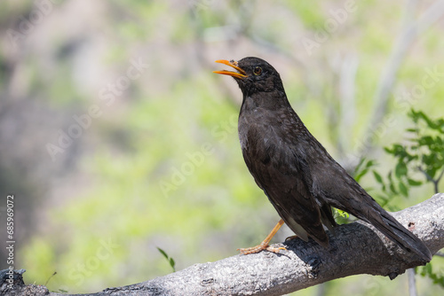 Thrush bird posing for the camera on a log. © G. Soler Tomasella