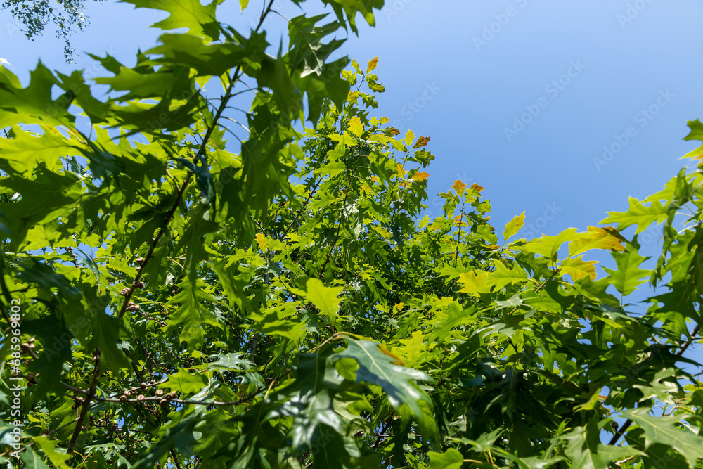 old oak with green foliage in summer old oak with green foliage in summer