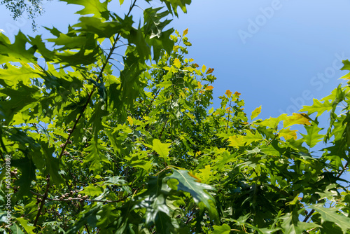 old oak with green foliage in summer