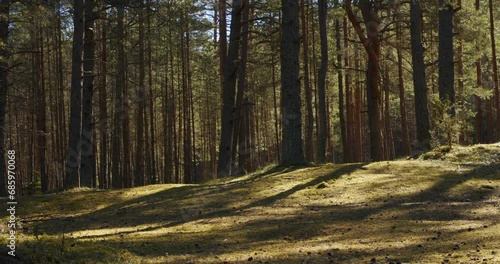 Wallpaper Mural Warm summer morning in a pine forest. A revealing shot of a sunlit pine forest floor with shadows of the trees on the moss covered ground. Torontodigital.ca