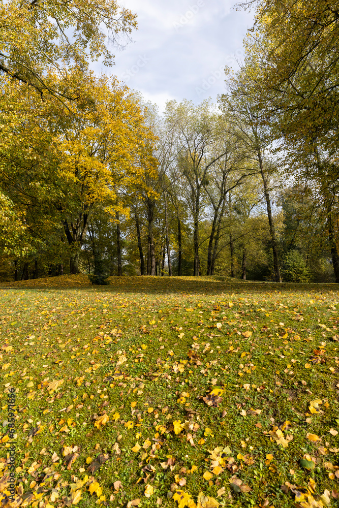 multicolored yellowing maple foliage during leaf fall