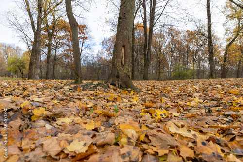 maple in autumn in cloudy weather