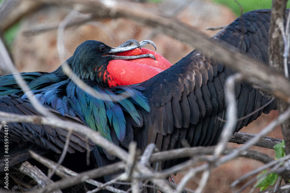 Naklejka premium Two male frigatebirds (Fregata Magnificens) fighting. They are trying to destroy each others inflated gular sac and steal a prime perching position to attract a mate. Galápagos Islands.