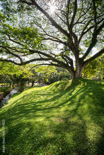 giant Rain tree, Beautiful rain tree in a public park in Chiang Mai Thailand .Old and giant big tree on a green field with sunlight morning. © somchairakin