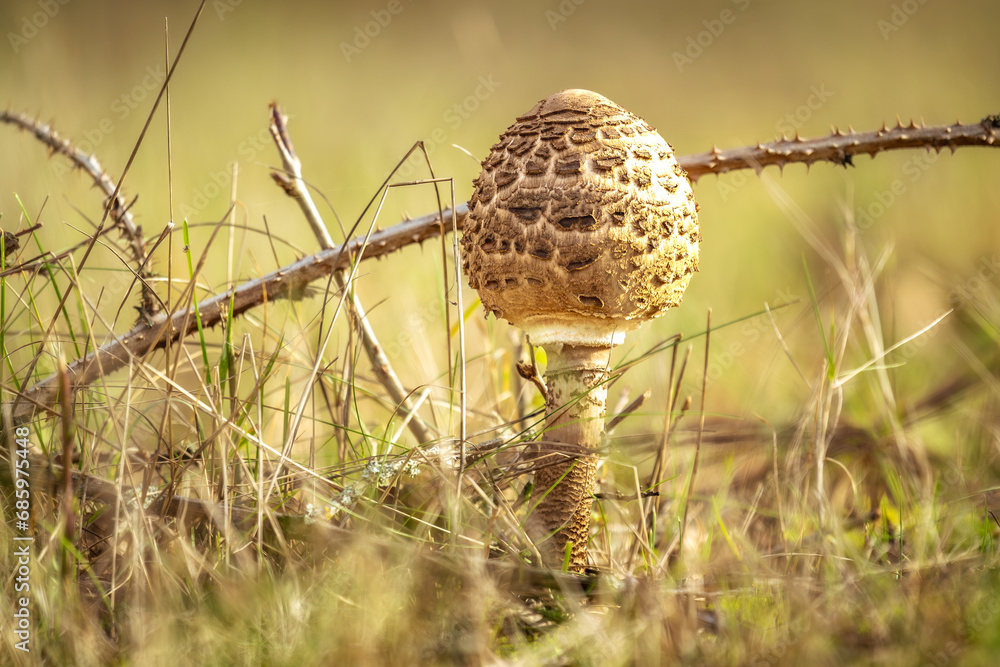 Ein besonders schöner Pilz im Gras zur Herbstzeit. Ein besonders schöner Pilz im Gras zur Herbstzeit.