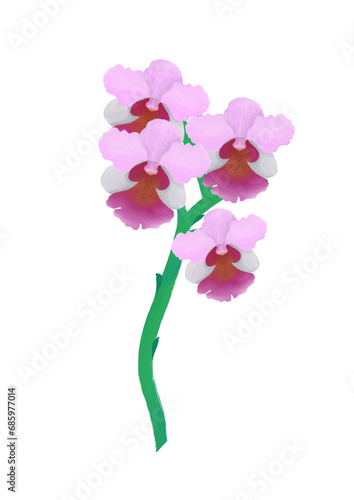 Vanda Miss Joaquim