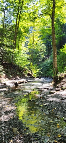 Fototapeta Naklejka Na Ścianę i Meble -  Stream in the woods