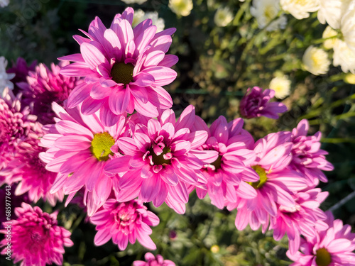 Beautiful pink flowers of chrysanthemum on a sunny day