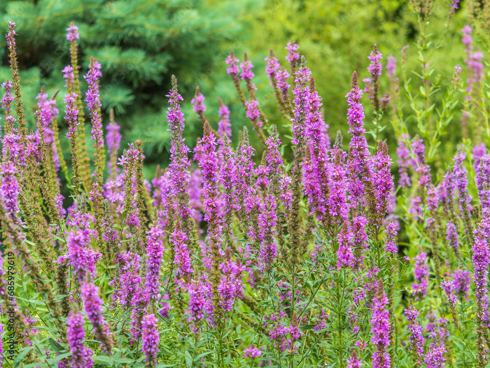 Obraz premium Summer Flowering Purple Loosestrife, Lythrum tomentosum on a green blured background.