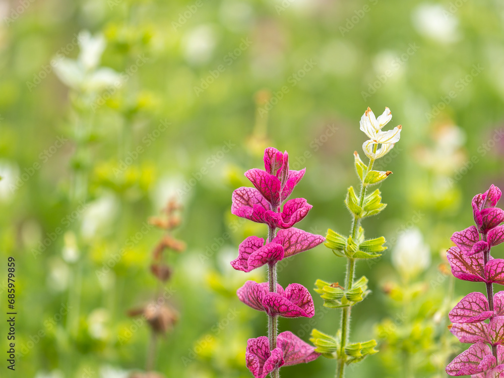 Salvia pink flowers with green leaves Blossom, medicinal plant in summer, close-up Salvia pink flowers with green leaves Blossom, medicinal plant in summer, close-up