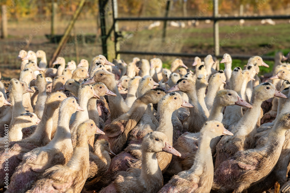 Obraz premium Elevage de canards de race mulard pour engraissement et production de foie gras en parc extérieur