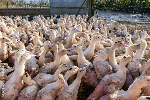 Canards rassemblés dans un parc fermé  en attente de vaccination contre la grippe aviaire. Race mulard pour engraissement et production de foie gras