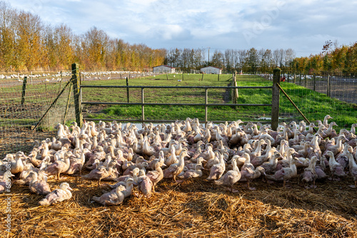 Elevage de canards de race mulard pour engraissement et production de foie gras en parc extérieur photo