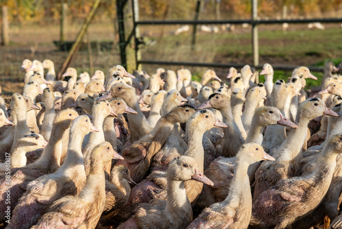 Elevage de canards de race mulard pour engraissement et production de foie gras en parc extérieur