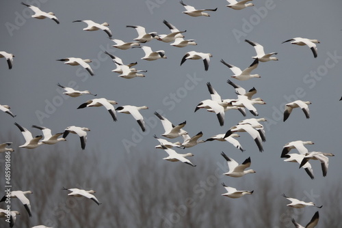 The snow goose (Anser caerulescens) is a species of goose native to North America. This photo was taken in Japan. photo