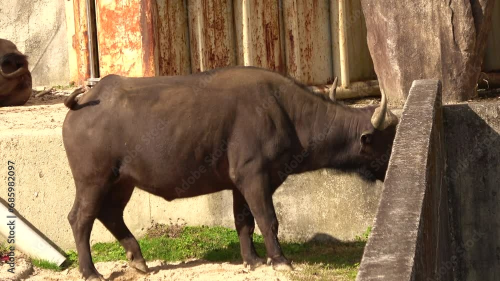 Two Wild water buffalos ruminating and relaxing. 4K  Shot at Asa Zoo in Hiroshima, Japan. Nov. 15, 2023