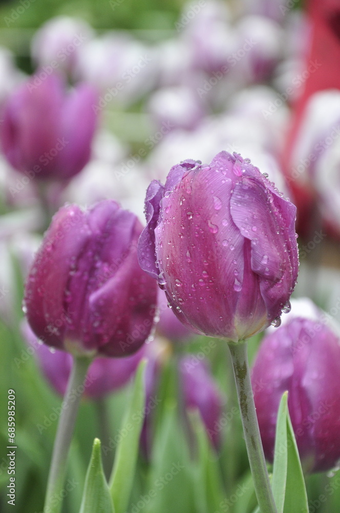 Fototapeta premium tulip flower with water droplets