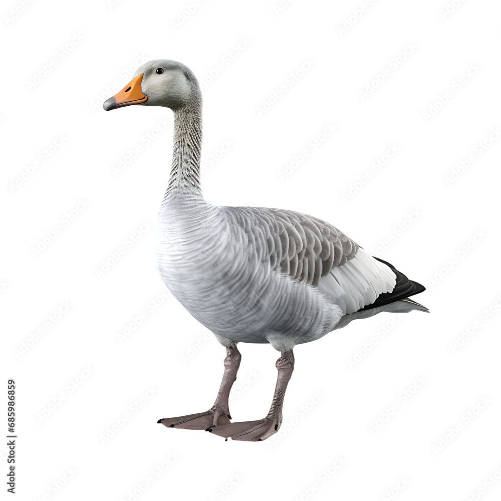 Goose isolated on transparent background, cutout PNG file. Goose isolated on transparent background, cutout PNG file.